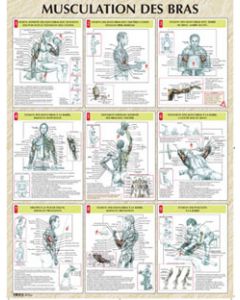 Poster : Musculation des bras