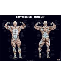 Poster Bodybuilding : Anatomie